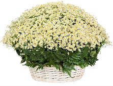 Цветочная композиция из Ромашки в корзине #REPLACE_PRED# Новосельцево